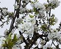 Orchard Blossom 145